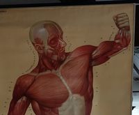 Poster Menschlicher Körper Muskeln Fitness Niedersachsen - Hammah Vorschau
