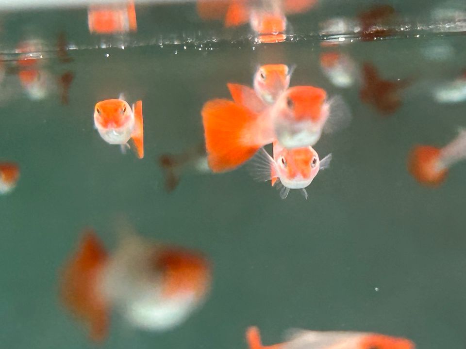 Koi Red Cap  Guppy 3-3,5cm  Männchen u. Weibchen in Rangendingen