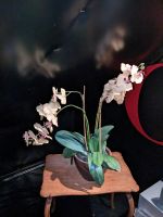 Kunstpflanze Orchidee inkl. Topf - realistische Optik Nordrhein-Westfalen - Oberhausen Vorschau