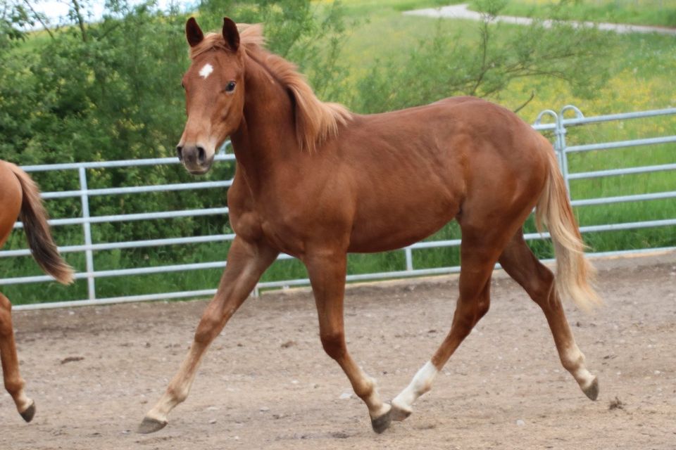 Jährling Quarter Horse Wallach in Schwarzach