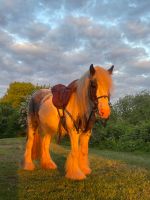 Reitbeteiligung Kreis Pinneberg - Schenefeld Vorschau