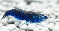 Neocaridina Blue Dream / Blue Valvet / Blue Diamond Zwerggarnele Leipzig - Schönefeld-Abtnaundorf Vorschau