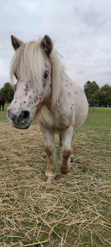 Minishetty /Mini Shetlandpony / Volltiger / Shetty in Oberhausen