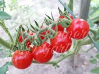 Nr. 1 Wildtomate, Murmel, Buschtomate rot Samen, Jungpflanzen Thüringen - Altenburg Vorschau