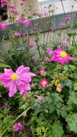 Anemonen – pink, Herbst blühend, sonnig Brandenburg - Oranienburg Vorschau