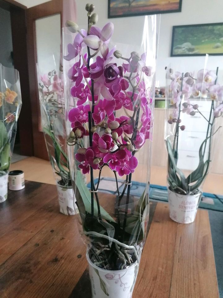 Orchideen Nur noch 3 Stück in Nörvenich