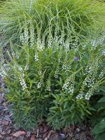 Pflanzen Frauenmantel Lysimachia Staude Garten Blume Bochum - Bochum-Ost Vorschau