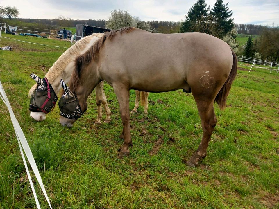 Pre Junghengst in toller seltener Fabe mit vollen Papieren in Villmar