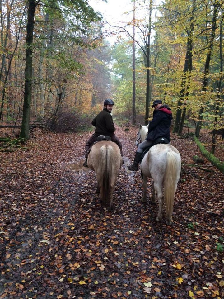 Reitunterricht Natural Horsemanship in Wetzlar