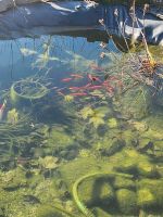 Teich auflösen Rheinland-Pfalz - Hartenfels Vorschau