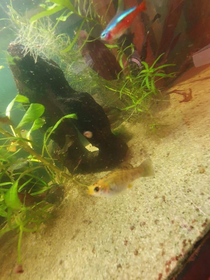 Aquariumfische Molly aus eigenem Nachwuchs in Lichtenfels