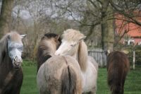 Wiese/Weide mit Stall für Ponies gesucht Nordrhein-Westfalen - Gescher Vorschau