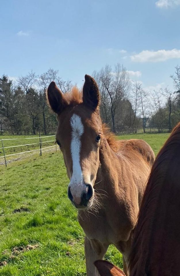 Love Story Stamm - OL - Esquin White x Lauries Crusador in Hamburg