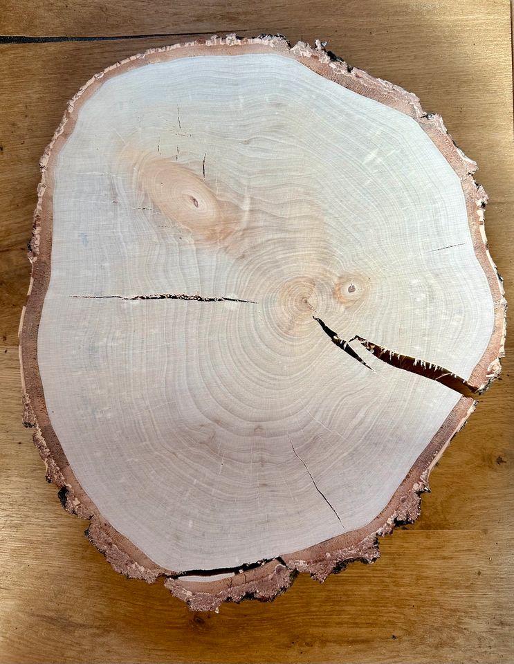 Birken Scheiben Holzscheiben Baumscheiben in Ehingen Mittelfr
