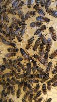 Bienen Königinnen unbegattet, aus eigener Zucht Baden-Württemberg - Herrenberg Vorschau