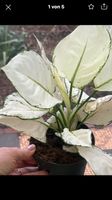 Aglaonema White Joy Sachsen-Anhalt - Elbe-Parey Vorschau