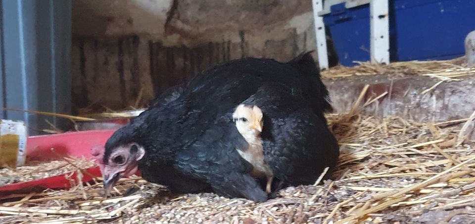 Hühner Seramas Pärchen 1.1 oder einzelner Hahn oder Eier in Bollenbach