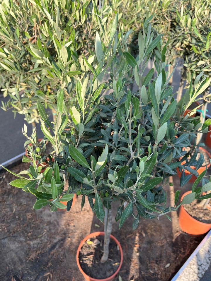 ✅NEU✅Olivenbaum Stamm Olive 80 - 180 cm Olea Europaea Baum 4 in Wiesloch