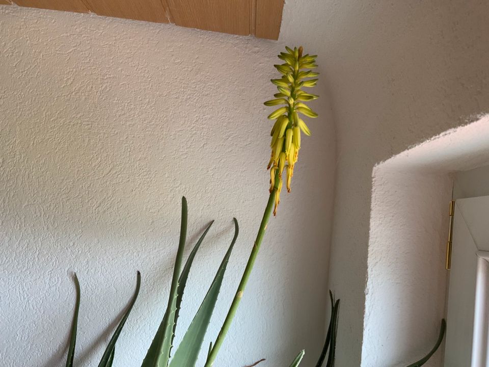 Aloe Vera Pflanze (blühende Aloe Vera) Nur Abholung in Schramberg
