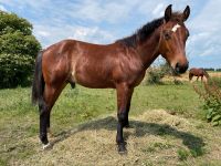 Quarter Horse Hengst Smart Chic Olena Sachsen-Anhalt - Querfurt Vorschau