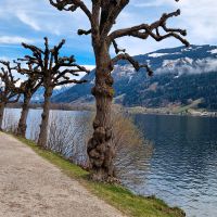 Wasserader,Rutengänger,Brunnensuche,Wünschelrute,Elektrosmog, Nordrhein-Westfalen - Wenden Vorschau