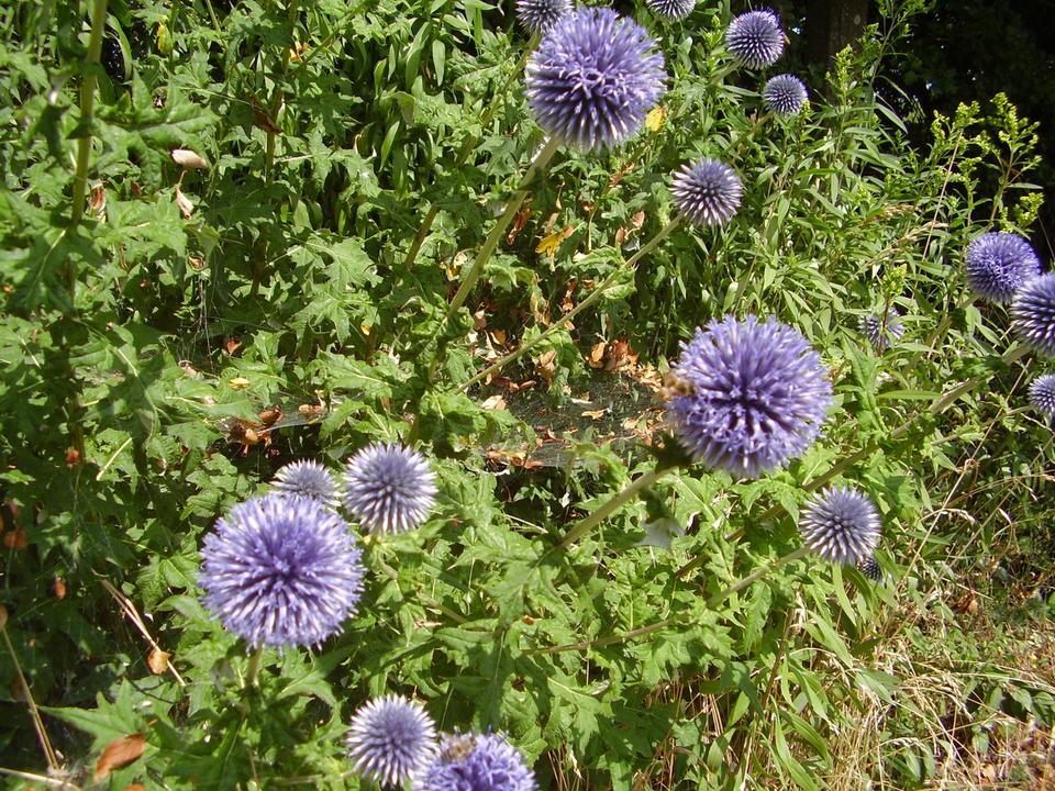 30 Samen Kugeldistel blau Bienen Bienenfutterpflanze * winterhart in Nordendorf