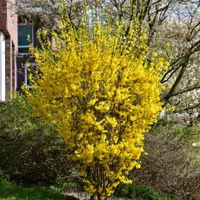 Forsythienbusch Hessen - Schmitten Vorschau