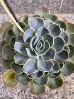 Echeveria Sukkulente Zimmerpflanze pflegeleicht, wenig gießen Nordrhein-Westfalen - Hagen Vorschau