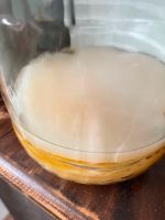 Kombucha Scoby Bio Dresden - Blasewitz Vorschau