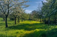 Obstbaumwartin sucht Fläche für Streuobstwiese Schleswig-Holstein - Horst (Holstein) Vorschau