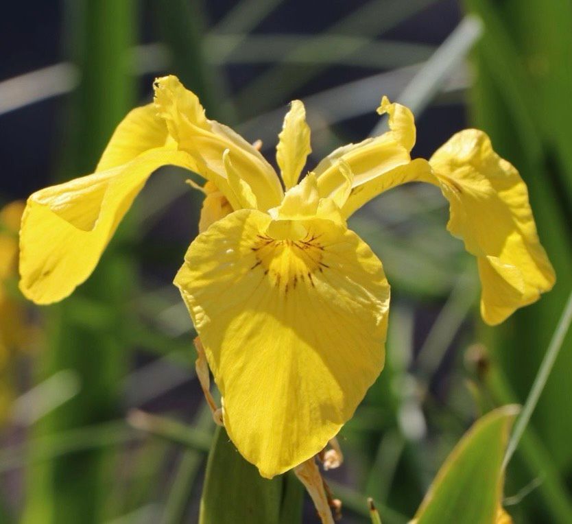 Gelbe Sumpfiris Teichpflanze Uferpflanze in Haren (Ems)