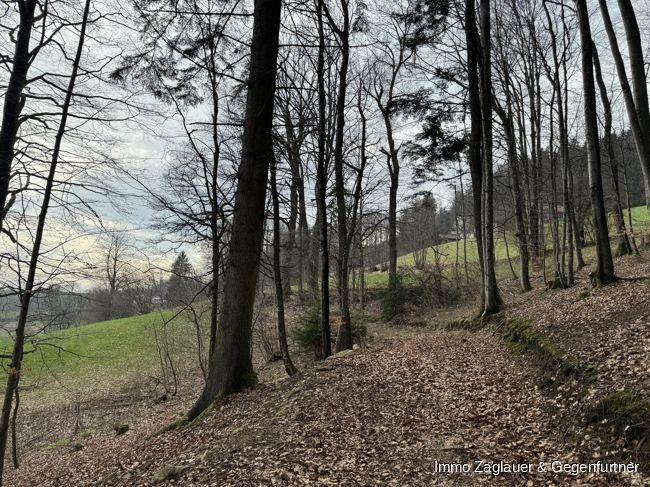 Naturnahe Investition: Waldgrundstück in Schaufling bietet langfristige Rendite und ökologische Wertsteigerung! in Schaufling