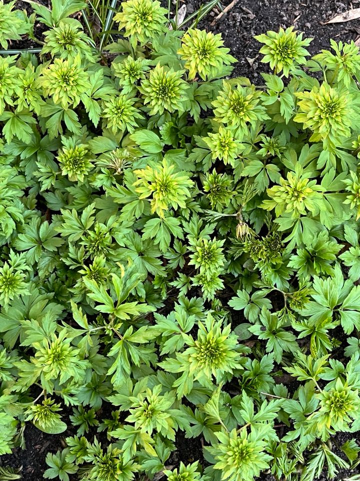 Stauden,Pflanzen,Aronstab,Lupine,Iris,Taglilie,Phlox,Schaumblüte in Zeven