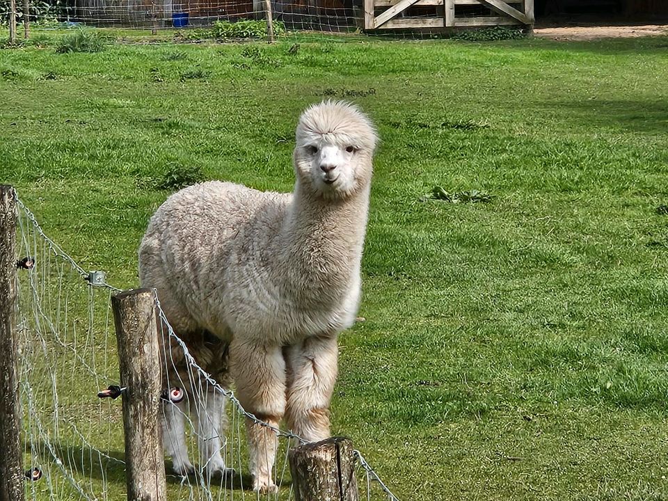 Alpaca hengste in Bocholt