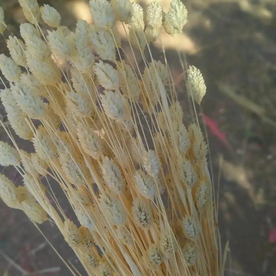 Pampasgras XXL super fluffig Trockenblumen Schleierkraut in Berlin