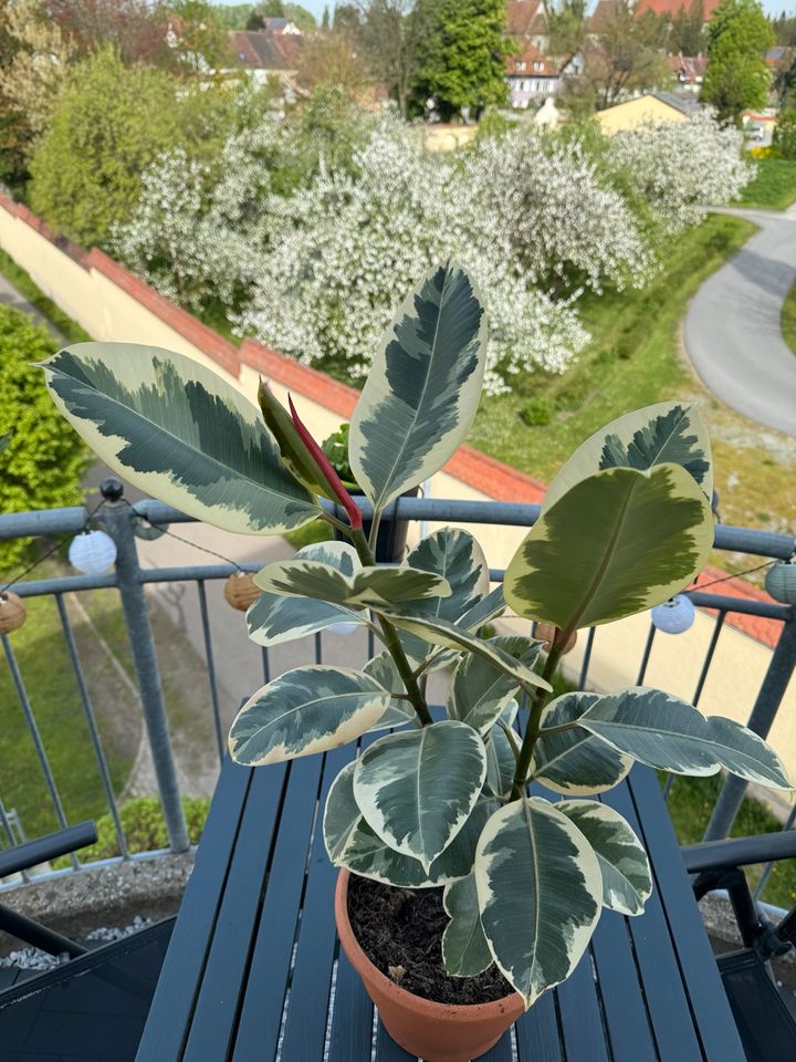 Ficus elastica Variegata in Straubing