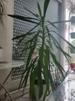 Yucca Palme Pflanze grün u gesund 1,5m hoch Essen - Steele Vorschau