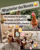 10 Eier 3,70€ Baden-Württemberg - Ilshofen Vorschau
