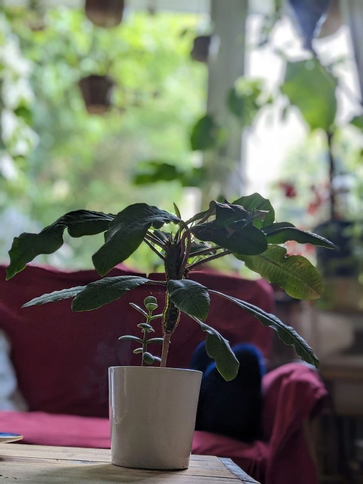 Madagaskar Juwel (Euphorbia leuconeura)+Geldbaum+Tontopf+Übertopf in Bremen