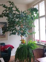 Ficus Benjamini Berlin - Charlottenburg Vorschau