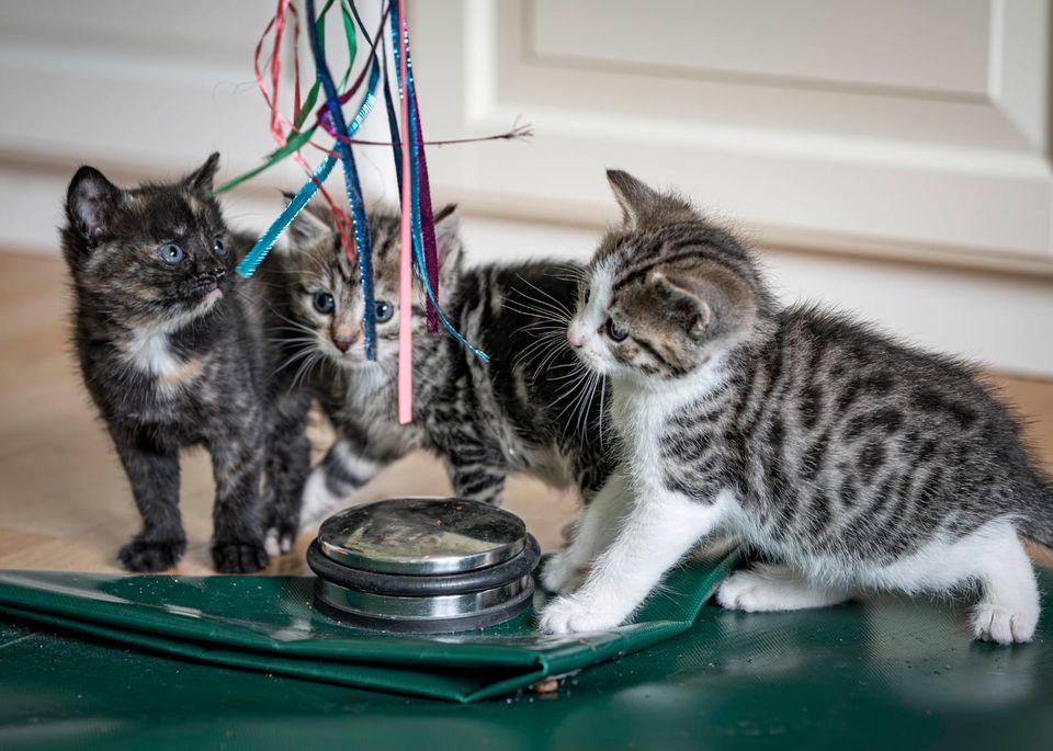 Hilfe bei Katzenvermittlung in gute Hände in Hamburg