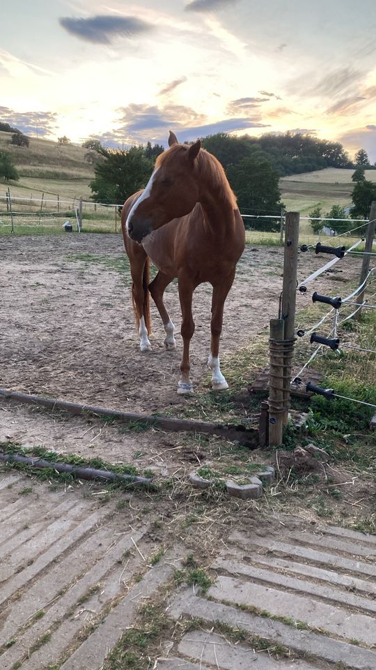 ☀️☀️ Hufrehe Rentner Gnadenbrot Platz frei, Offenstall, Pony ☀️☀️ in Bad König