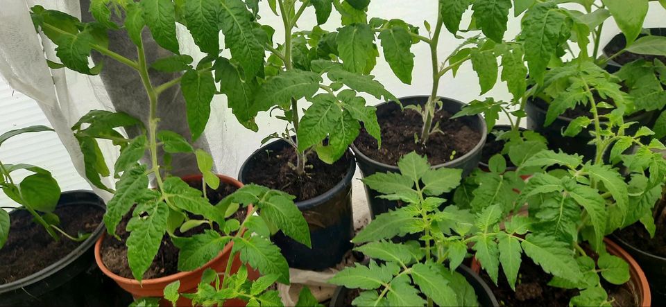 Tomaten Pflanzen. Bilder von 6 Mai. in Rosenfeld