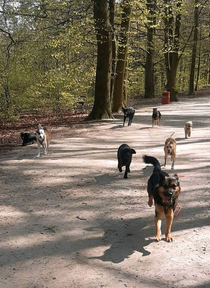 Gassi-Service, Gassiservice, Dogwalker, Hundebetreuung in Hamburg