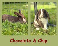 ❤️ Zwei süße Kaninchen suchen ein Zuhause ❤️ Kr. Landshut - Furth Vorschau