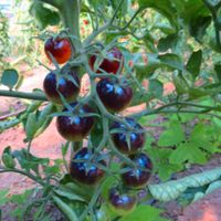 Blue Ambrosia Tomatempflanze aus Bio Naturgarten Niedersachsen - Norden Vorschau