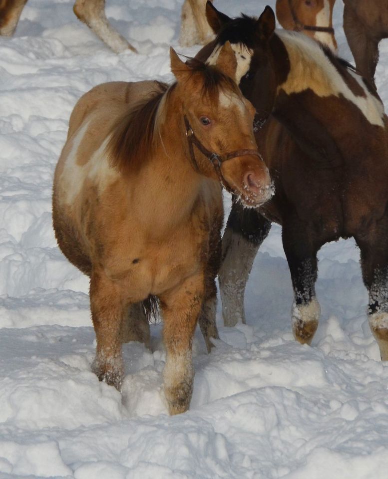 Amber Dun Champagne Stütchen, jährling, Paint Horse in Buchbach