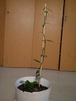 Echte Vanille Pflanze Vanilla Planifolia Brandenburg - Großbeeren Vorschau