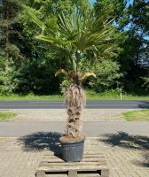 chinesiche hanfpalme trachycarpus fortunei palmen 250-275 cm Lingen (Ems) - Wachendorf Vorschau