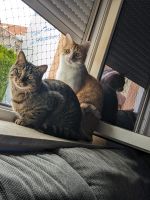 2 verspielte Katzen suchen dringend Liebe-volles neues Zuhause Bayern - Augsburg Vorschau